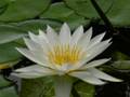 White water lily